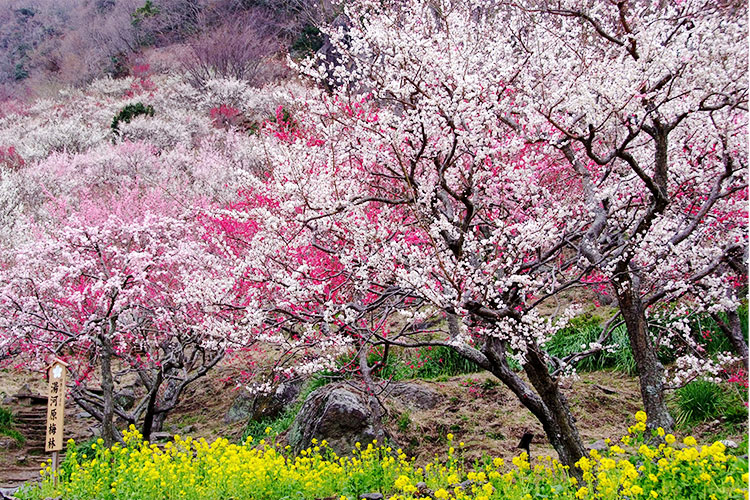 湯河原梅林